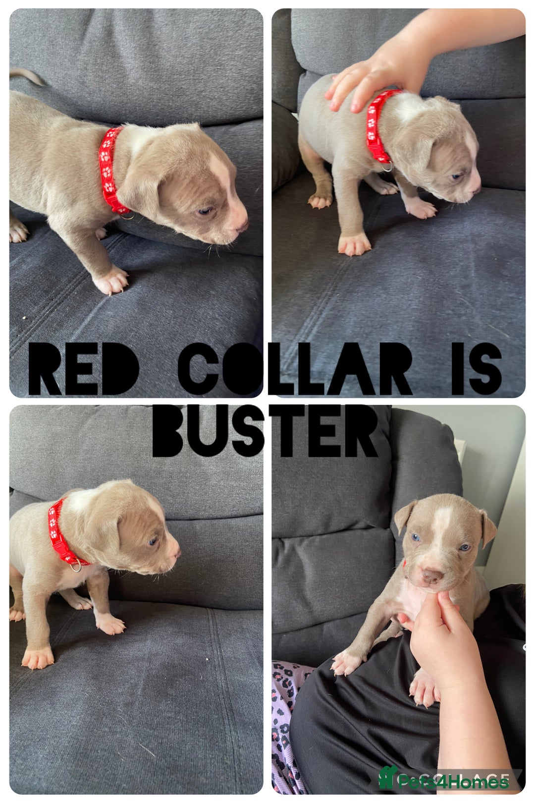 Mixed Breed dogs for sale: 5 beautiful pups left  - Image 2