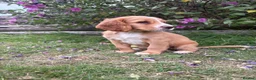 Cocker Spaniel dogs for sale: Cute cocker spaniel babies  in Newport - Advert 10