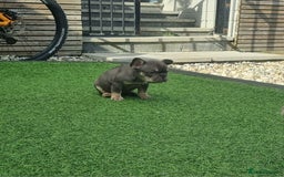 French Bulldog dogs for sale: LAST GIRL Chocolate French Bulldog puppies - Image 11