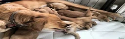 Golden Retriever dogs for sale: KC Registered Golden Retriever Pups Ready 7th June - Advert 16