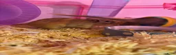 Gerbil rodents for sale: Two Female Gerbils for sale in Bristol - Advert 6