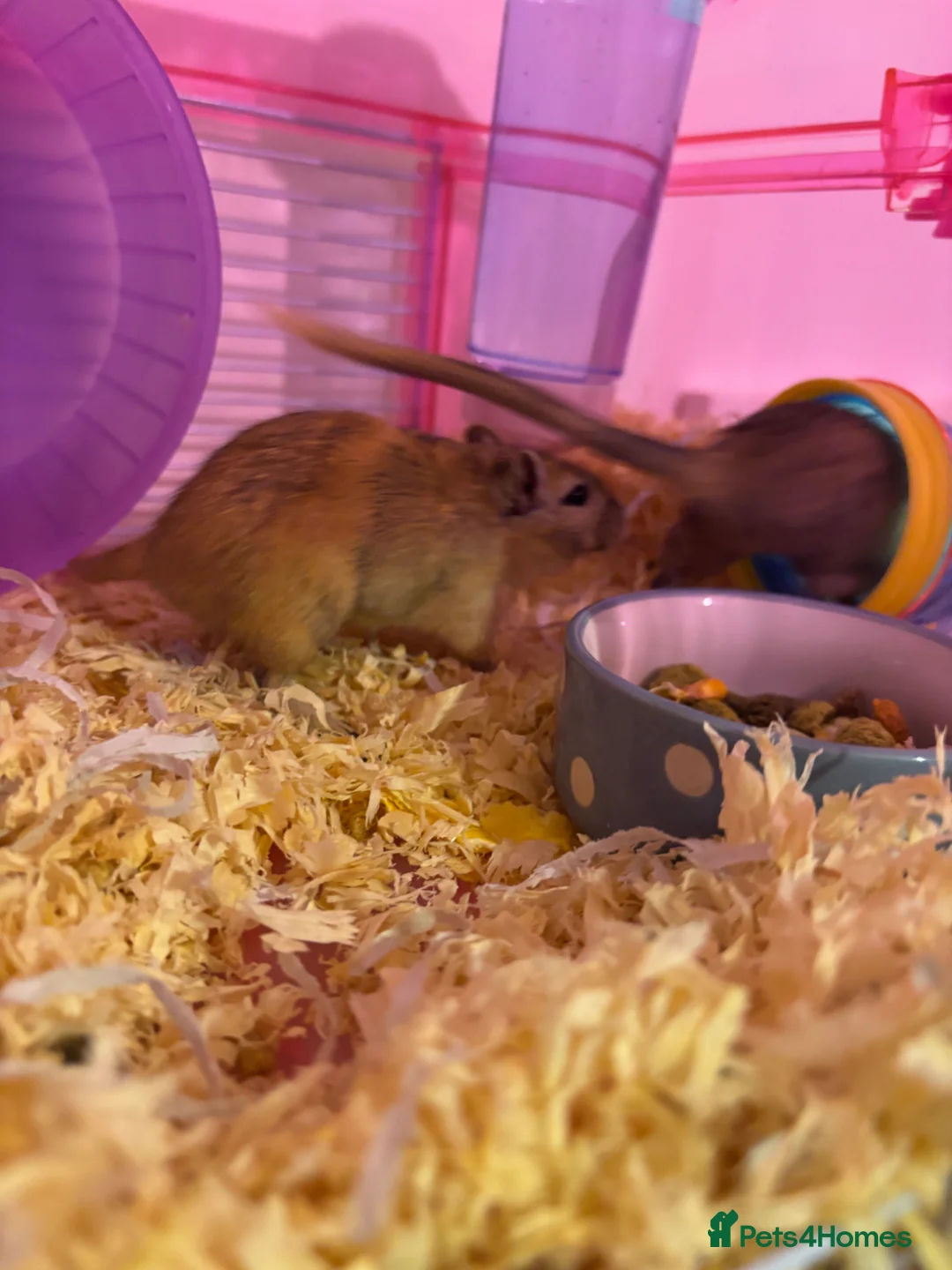 Gerbil rodents for sale: Two Female Gerbils for sale in Bristol - Advert 6