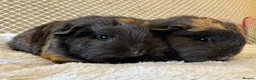 Guinea Pig rodents for sale: Beautiful pure bred Swiss guinea pigs in Widnes - Advert 2