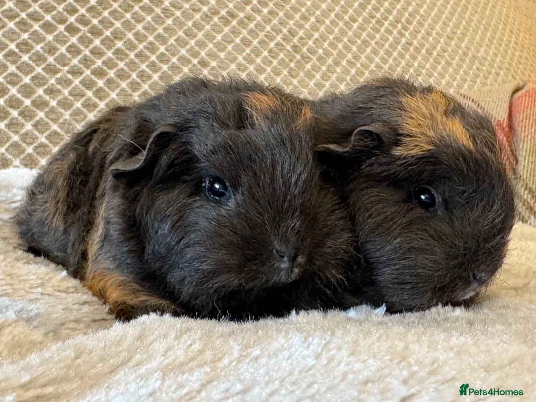 Guinea Pig rodents for sale: Beautiful pure bred Swiss guinea pigs in Widnes - Advert 2