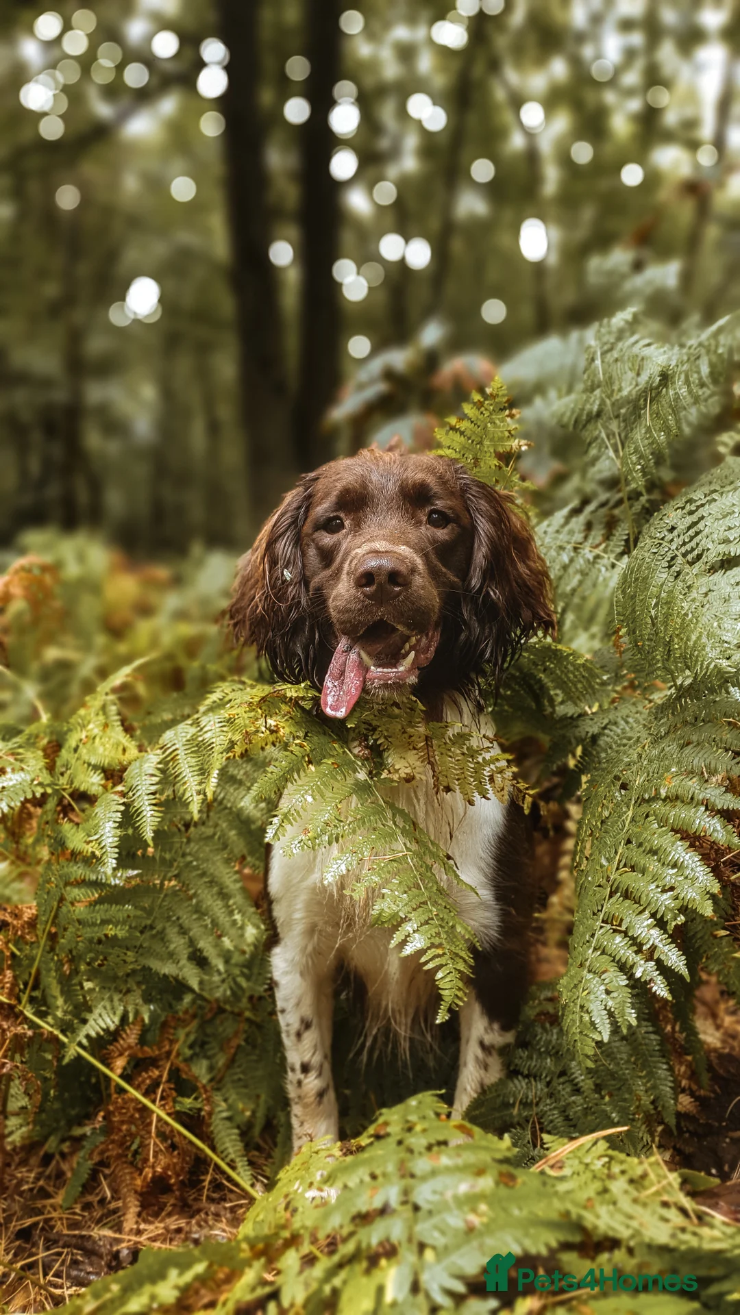 English Springer Spaniel dogs for stud: English Springer Spaniel Stud  in Derby - Advert 17