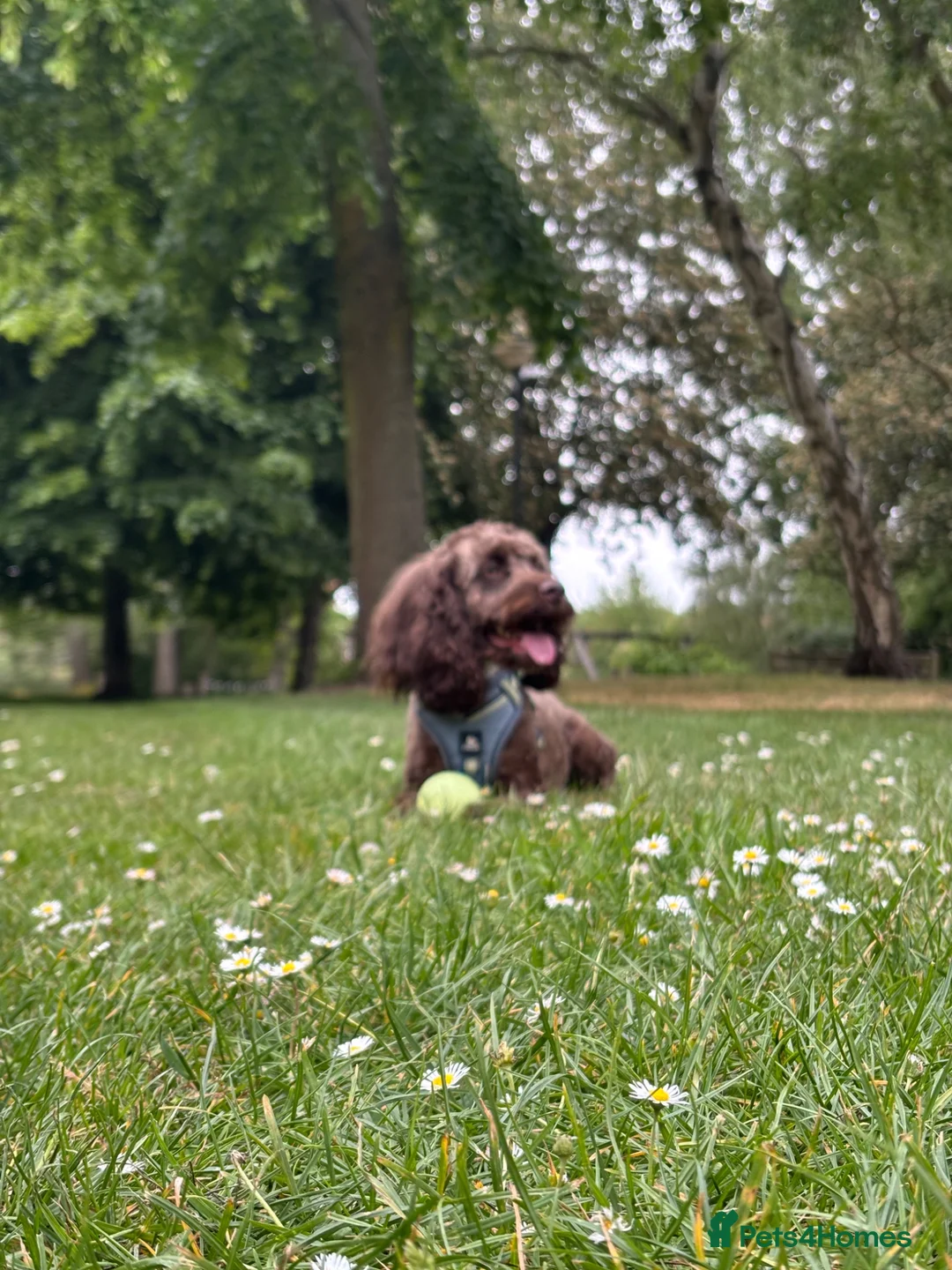 Cockapoo dogs for stud: Cockapoo for stud  - Advert 2