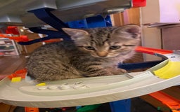 Mixed Breed cats for sale: Mixed Breed Kitten for sale - Image 11