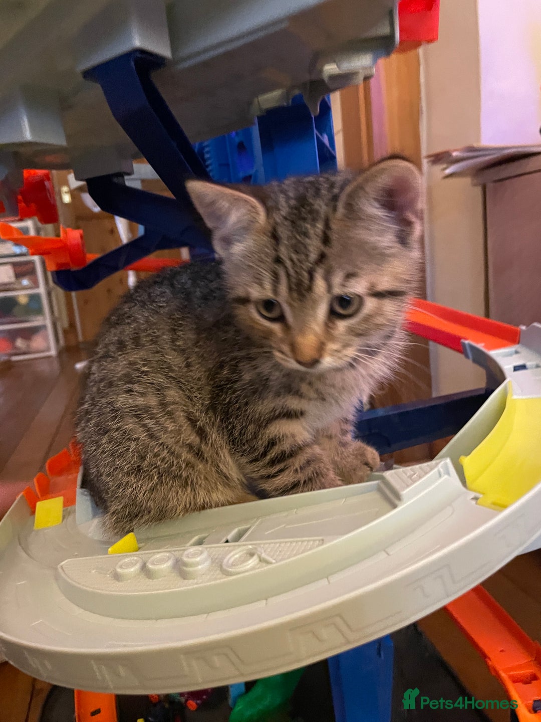 Mixed Breed cats for sale: Mixed Breed Kitten for sale - Image 11