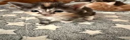 Maine Coon cats for sale: XL Red & White &  black smoke Maine Coon kittens  - Advert 19