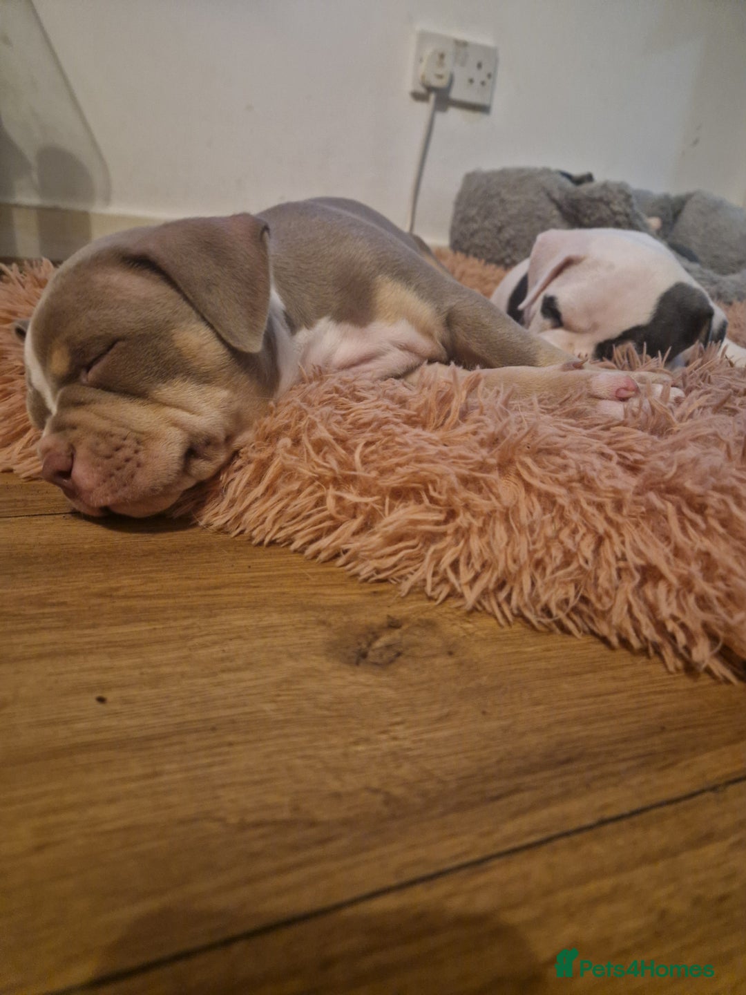American Bulldog dogs for sale: Female Pocket Bully Pups For Sale - Advert 5