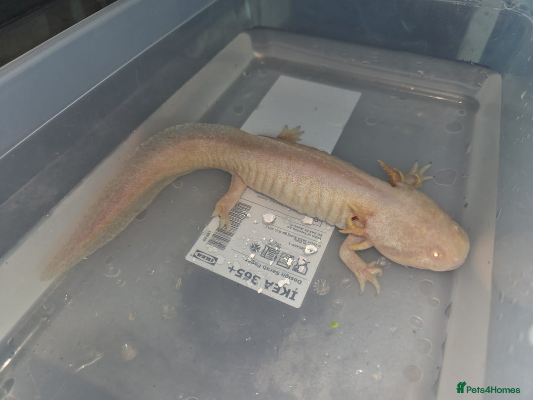 Axolotl reptiles for sale: Adult axolotls & wild babies  - Image 7