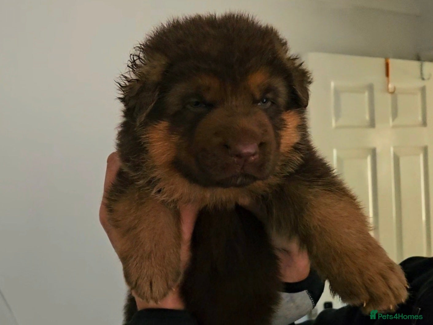 German Shepherd dogs Liver German Shepherd puppies  - Advert 2