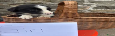 Border Collie 4