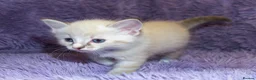 Ragdoll cats for sale: Ragdoll Kittens - 3 girls 1 boy - Advert 7