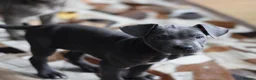 American Bull Staffy dogs for sale: American Staffordshire Terrier - Advert 20