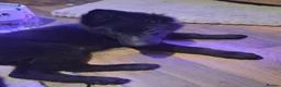 German Shepherd dogs for stud: Black Kc Registered German Shepherd  - Advert 2