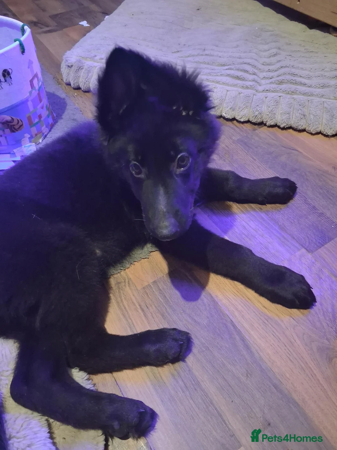 German Shepherd dogs for stud: Black Kc Registered German Shepherd  - Advert 2