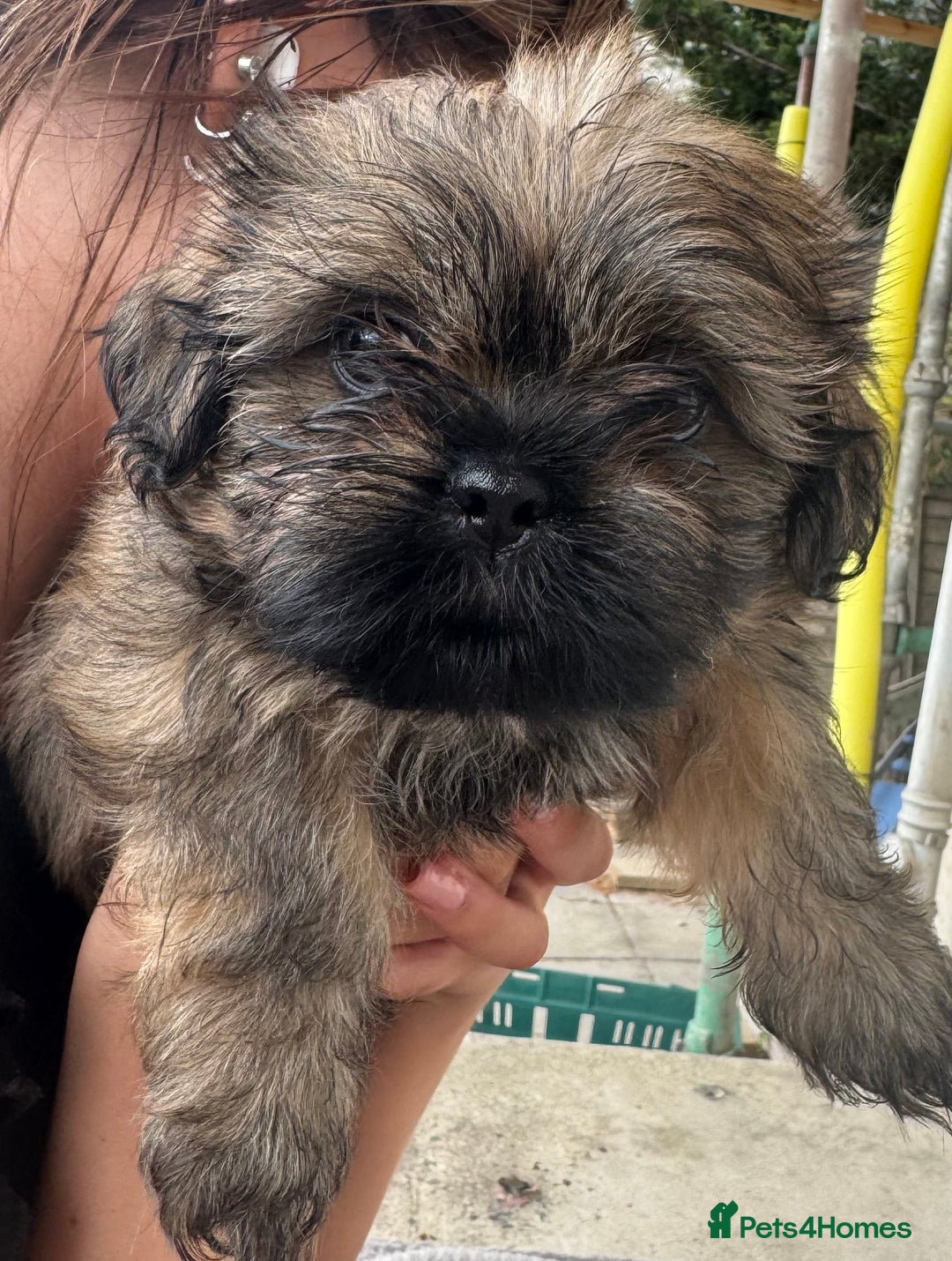 Shih Tzu dogs for sale: Shih tzu  - Image 7