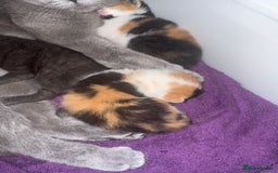 British Shorthair cats for sale: Bsh cats kittens  - Image 2