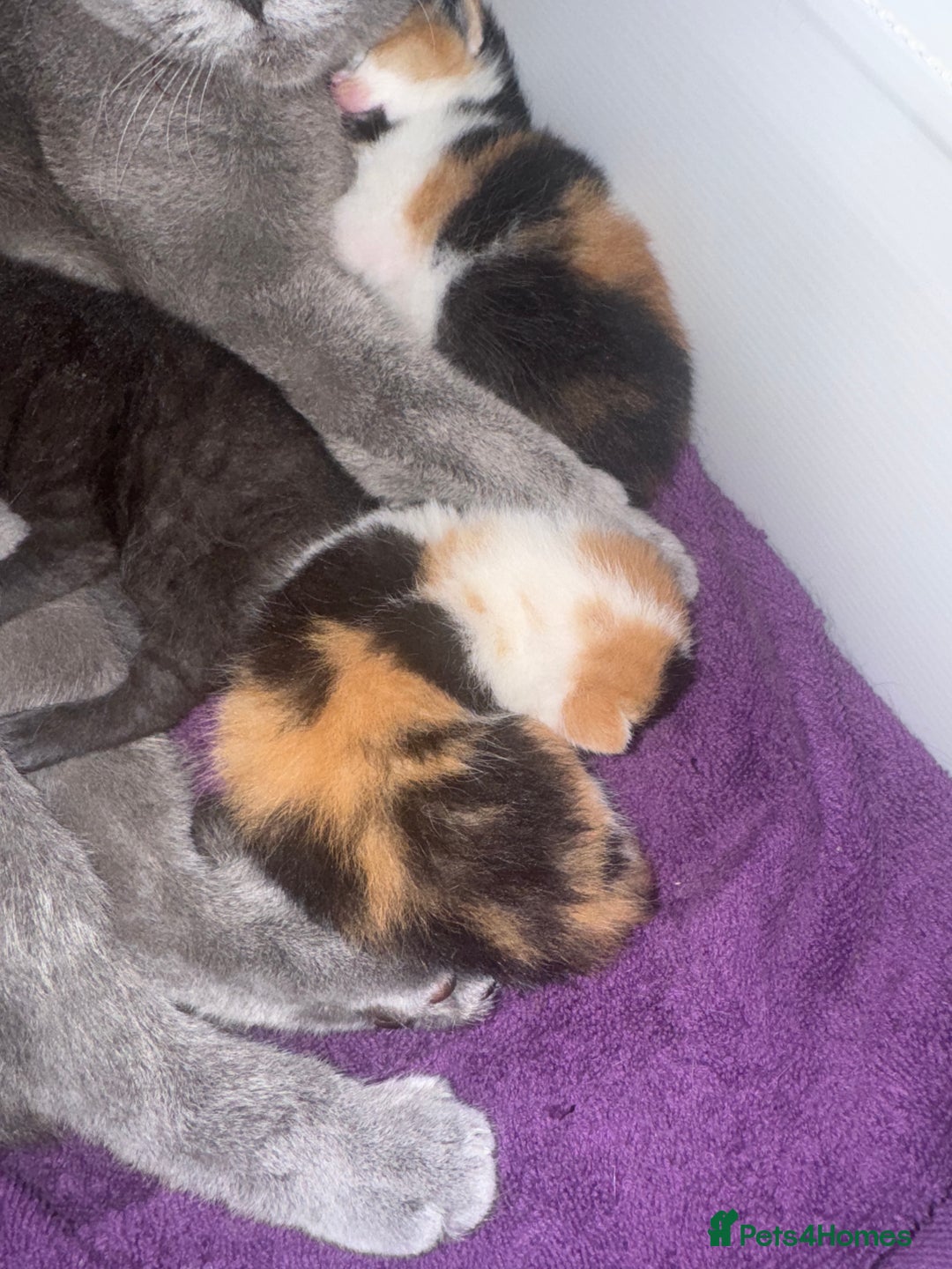 British Shorthair cats for sale: Bsh cats kittens  - Image 2