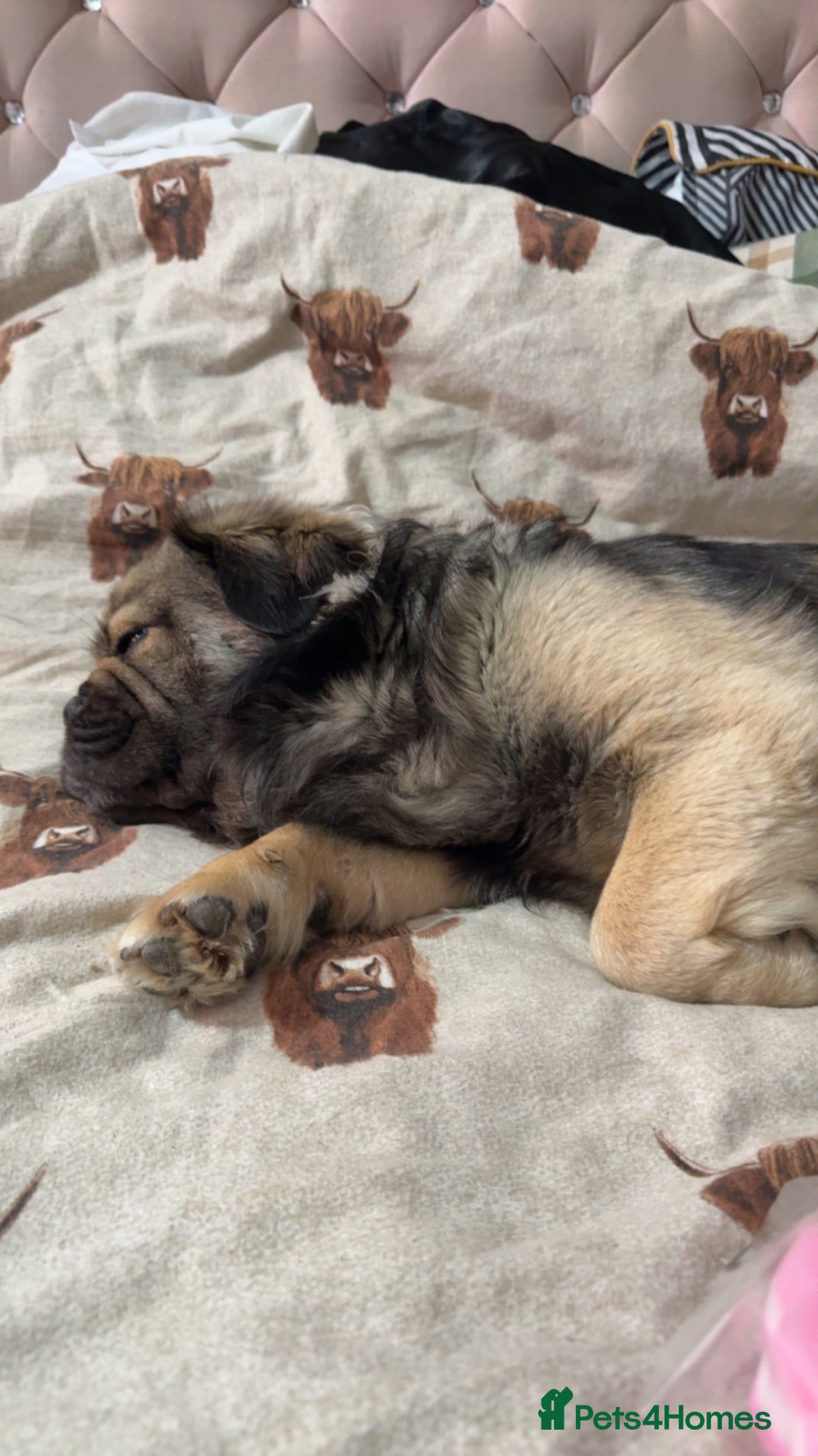 Mixed Breed dogs Gizmo - Advert 9