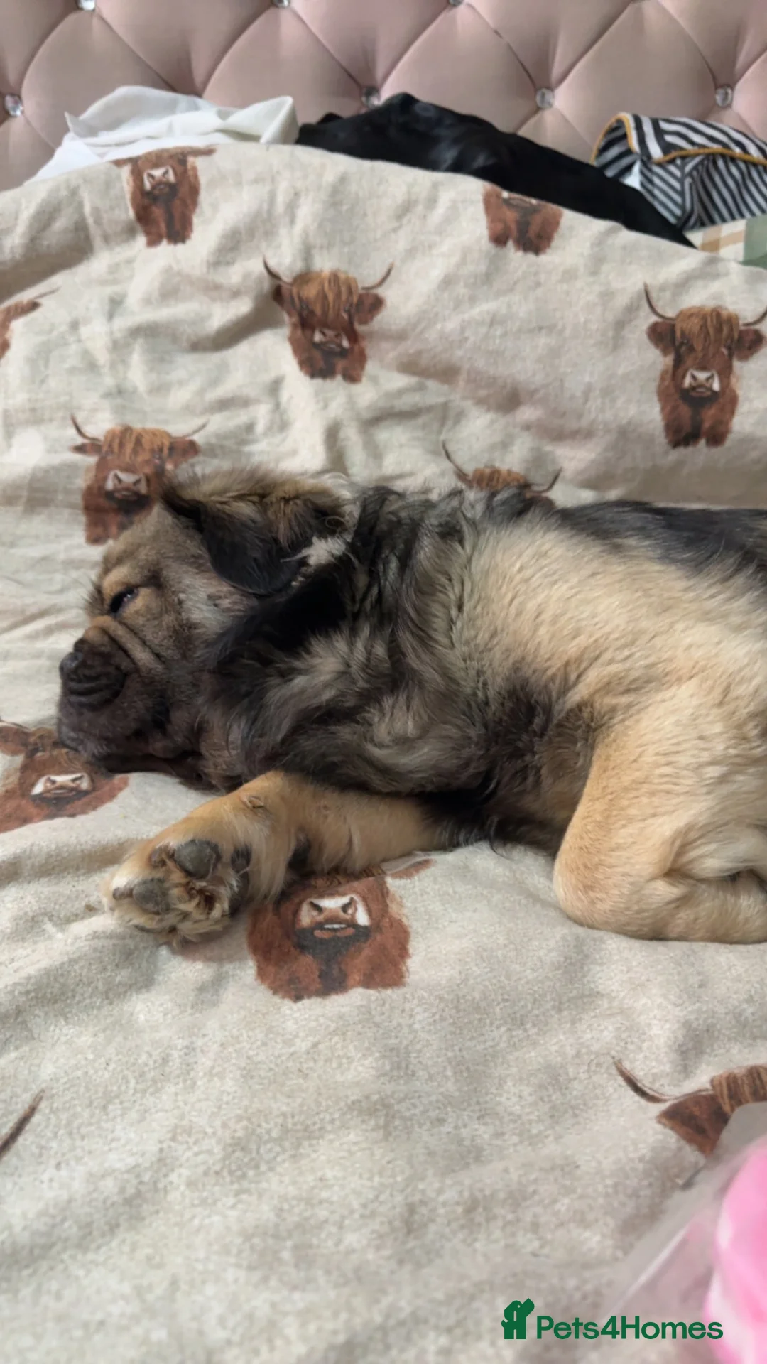 Mixed Breed dogs for sale: Gizmo - Advert 1