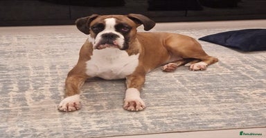 Boxer dogs - Advert 11