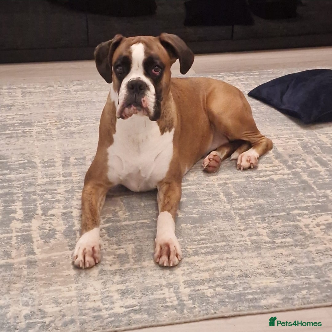 Boxer dogs for sale: KC REGISTERED Puppies-1x Gourgess Puppy available - Image 12
