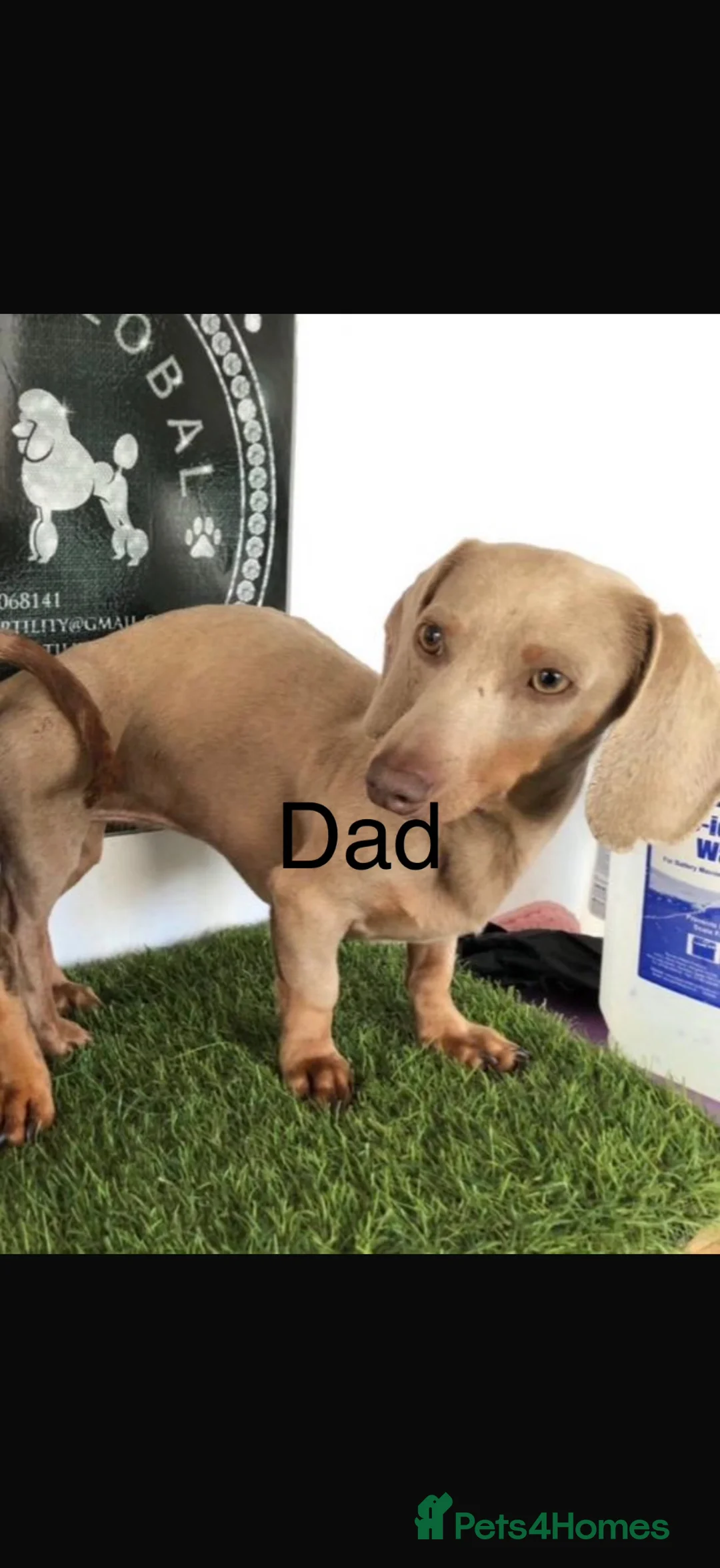 Miniature Dachshund dogs for sale: Beautiful Miniature Dachshunds - Advert 2