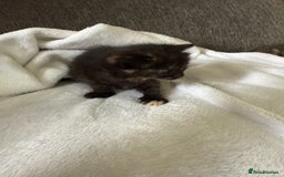 Mixed Breed cats for sale: Lovely mixed breed Kitrens for sale.  - Image 8