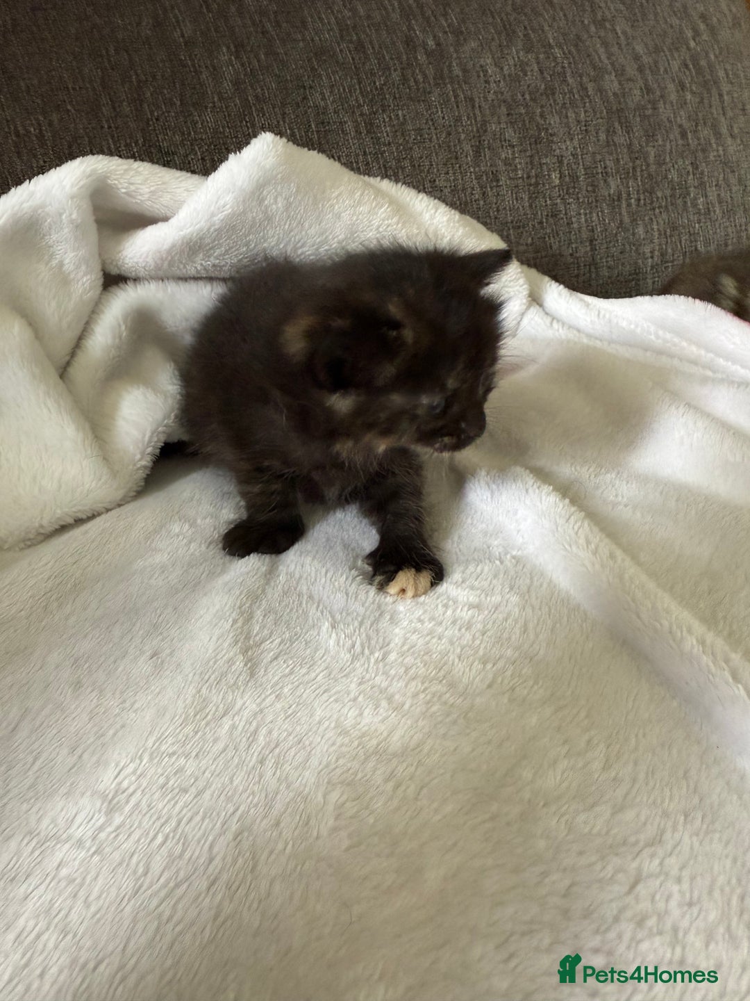 Mixed Breed cats for sale: Lovely mixed breed Kitrens for sale.  - Image 8