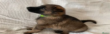 German Shepherd 6