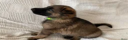 German Shepherd dogs for sale: GERMAN SHEPHERD PUPS WORKING LINE in Wigan - Advert 30