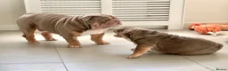 English Bulldog dogs for sale: Two Tru colour English bulldogs - Advert 10