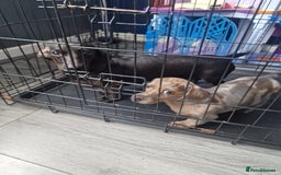 Dachshund dogs for sale: Dachsund dapple boy ready for new home - Image 2