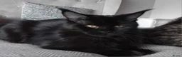 Maine Coon cats for sale: Big size maine coon, black with white in Orpington - Advert 12