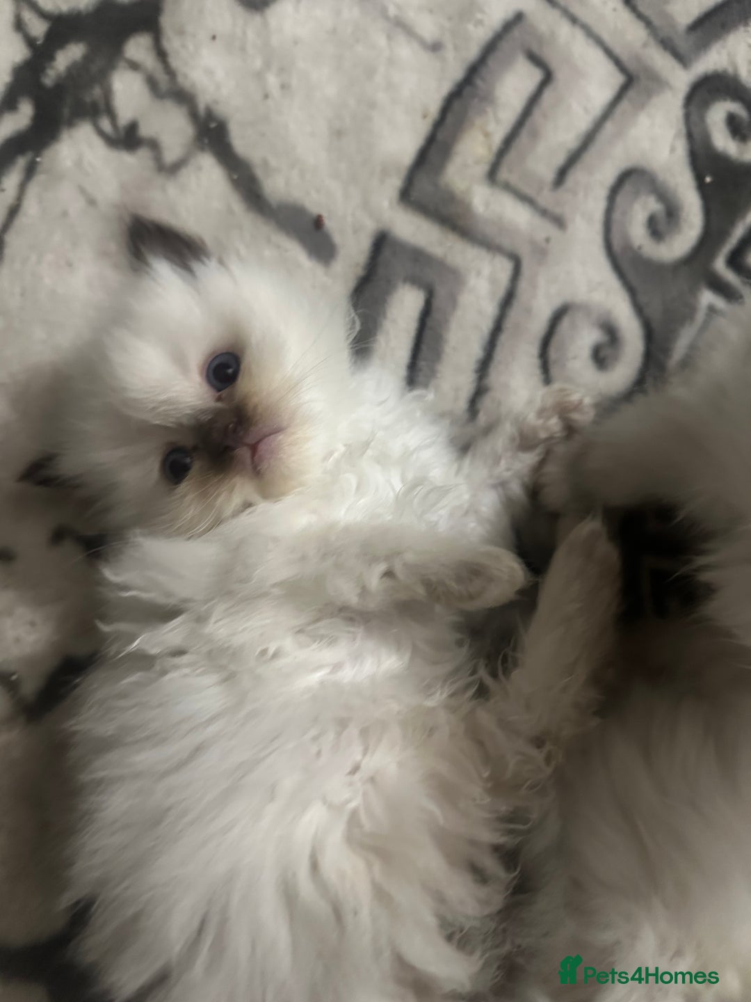 Ragdoll cats for sale: 5 beautiful fluffy blue eye ragdoll kitten  - Image 5