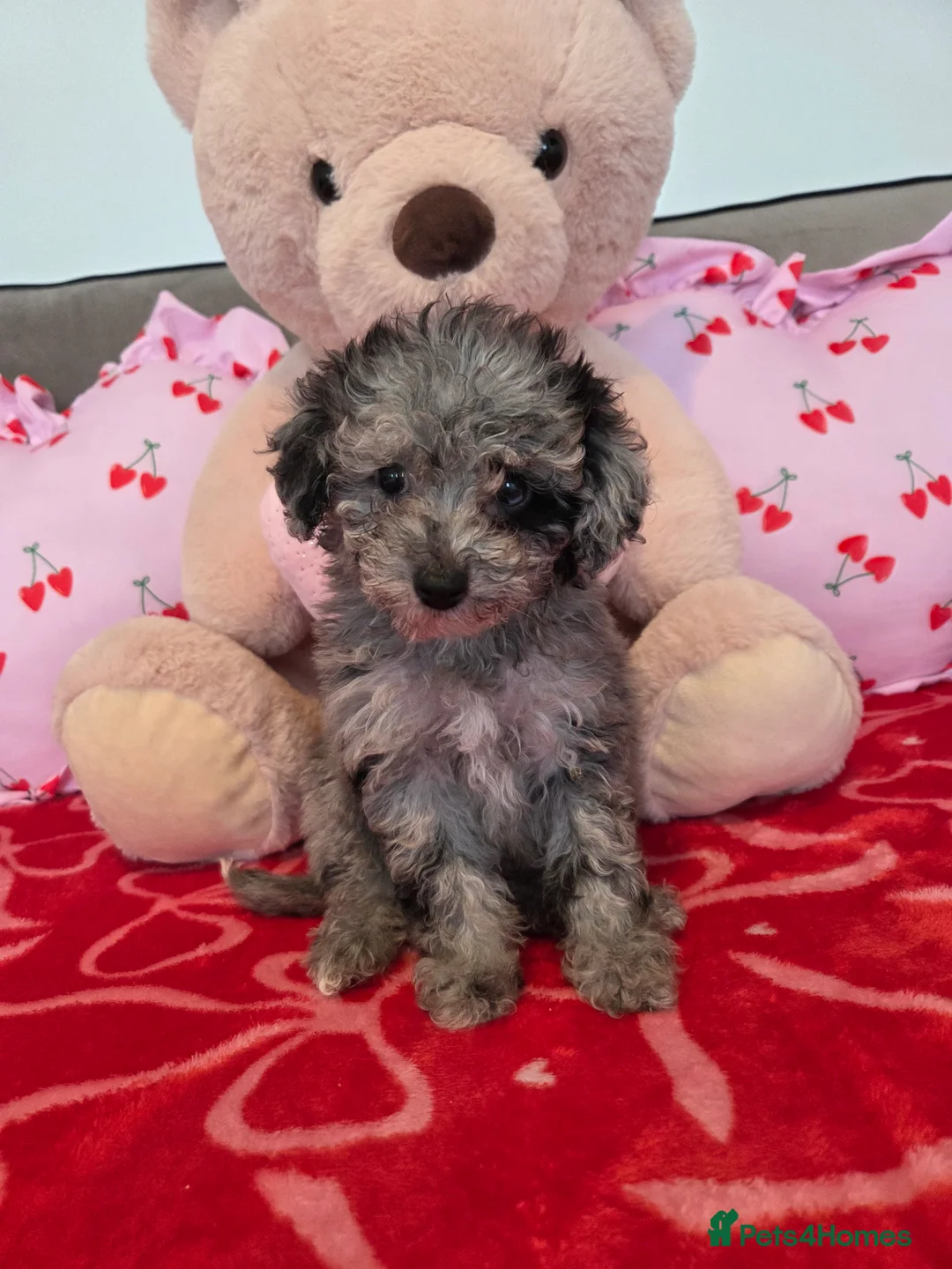 Toy Poodle dogs for sale: Gorgeous littler of x ** mall toy poodles  - Advert 9