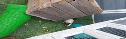 Guinea Pig rodents for sale: 3 gorgeous boy guinea pigs  in Wantage - Advert 3