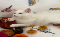 Siberian cats for sale: GCCF Registered Siberian Neva Masquerade Kittens  - Image 10