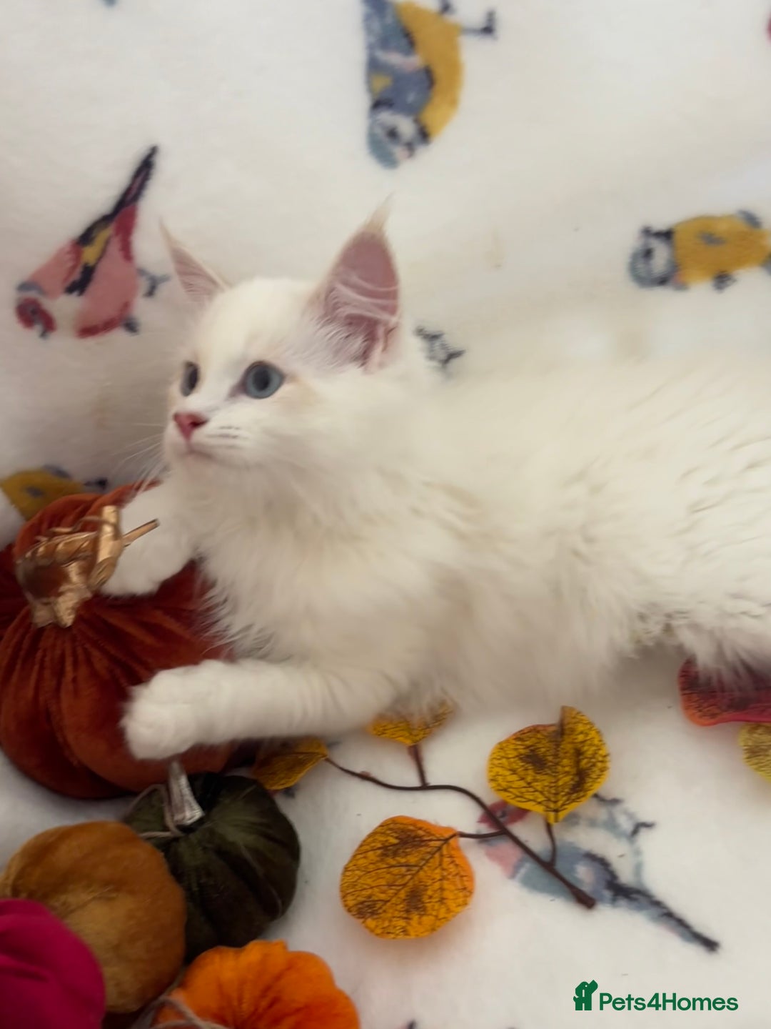 Siberian cats for sale: GCCF Registered Siberian Neva Masquerade Kittens  - Image 10