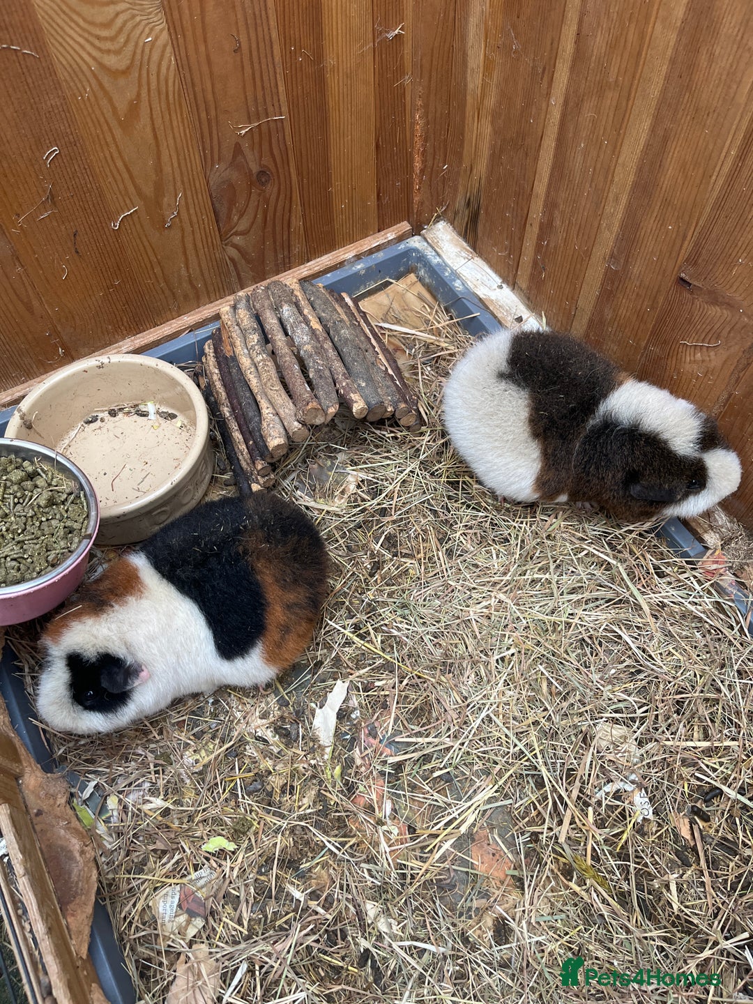 Guinea Pig rodents for sale: Female Teddy guinea pigs - Image 2