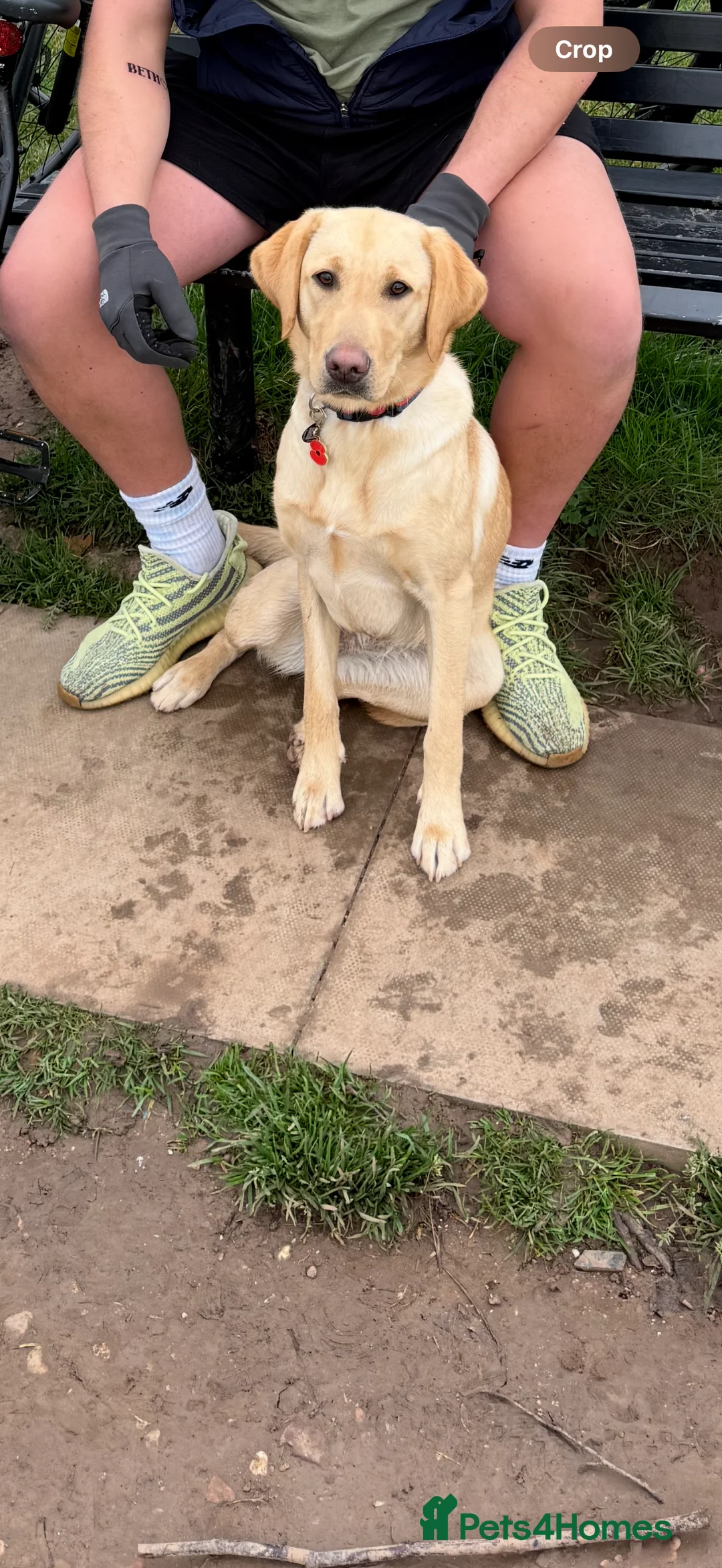 Labrador Retriever dogs for sale: 14 month Rosey  - Advert 9