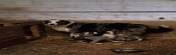 Border Collie dogs for sale: Border collie  pups  - Advert 5