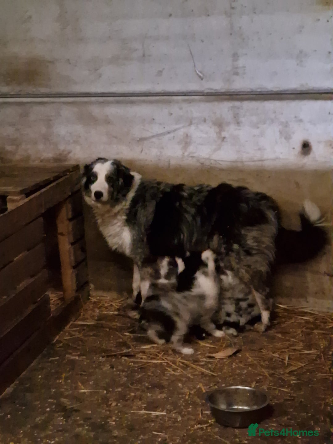 Border Collie dogs for sale: Border collie  pups  - Advert 4