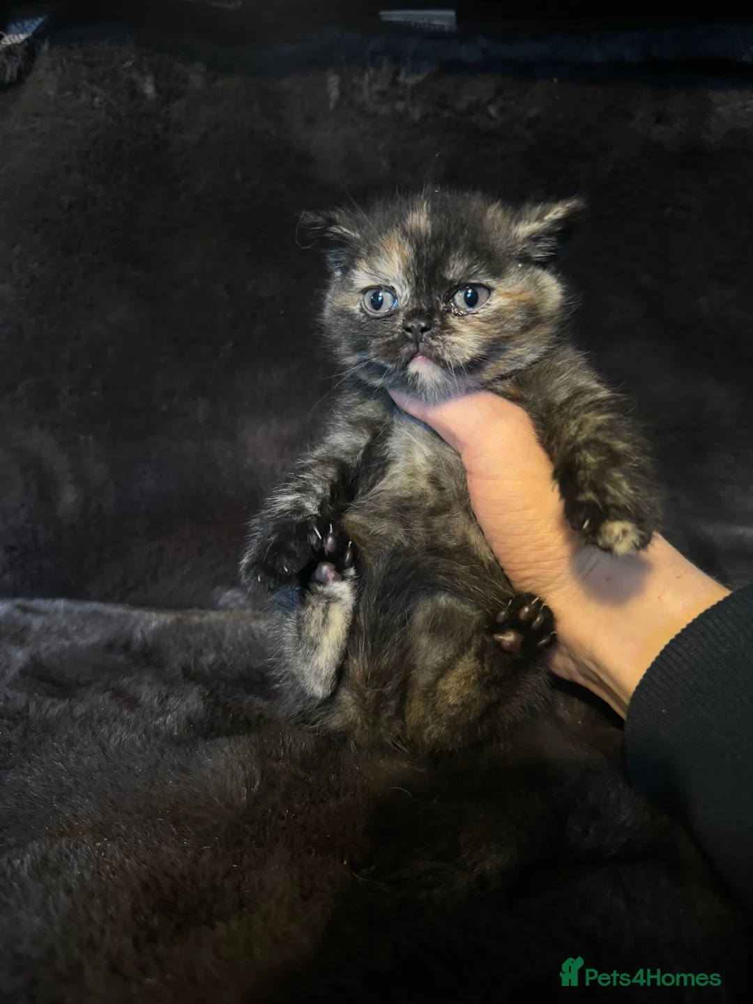 British Shorthair cats for sale: Tica reg BSH kittens  - Advert 10