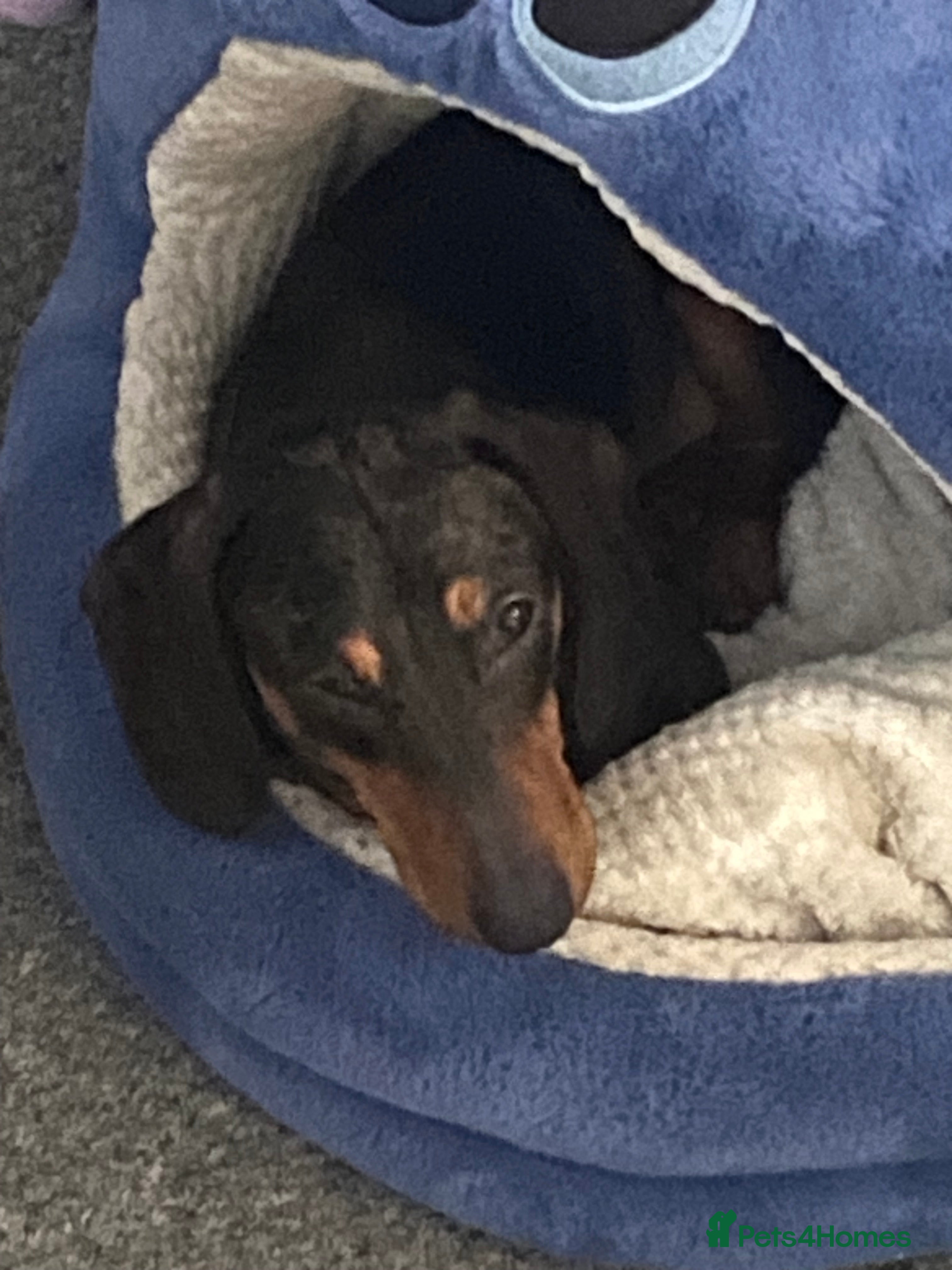 Dachshund dogs Nearly 2year old male dogs for rehoming - Advert 1