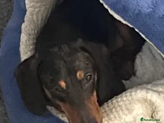 Dachshund dogs Nearly 2year old male dogs for rehoming - Advert 1