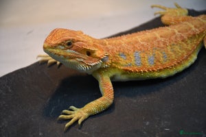 Bearded Dragon reptiles Various Hi End Bearded Dragons - Advert 1