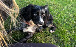 Cockapoo dogs for sale: Beautiful F1 Cockapoos For Sale  - Image 12